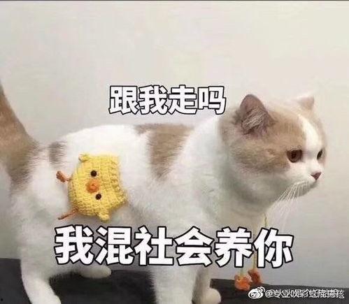 吃瓜表情包沙雕搞笑,沙雕搞笑，笑出腹肌的欢乐盛宴